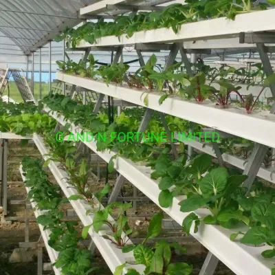 Hydroponics Nft Growing System with Irrigation and Drainage